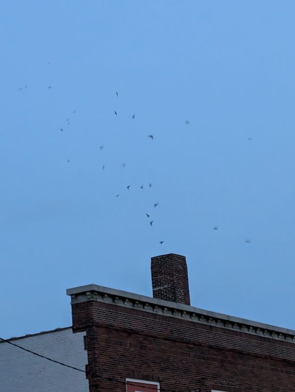 Chimney Swift Monitoring