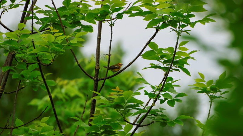 blue winged warbler in tree