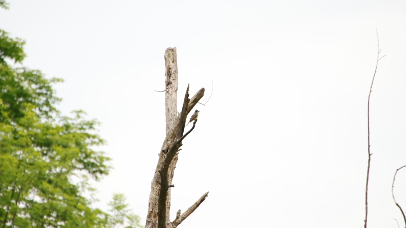 great-crested flycatcher on dead tree