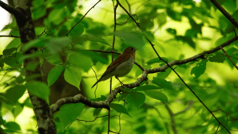 Veery in tree